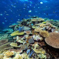 Is the Barrier Reef still Great? Long Term Monitoring Program by AIMS